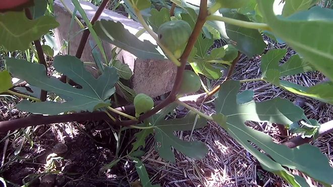 Инжир: фото дерева и плода, где и как растет, описание растения