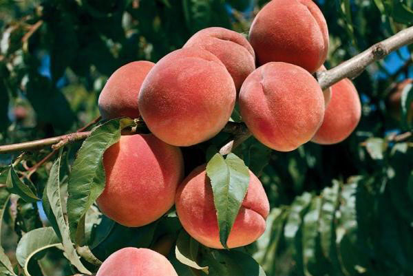 Как бороться с вредителями и болезнями персика - Прекрасный сад