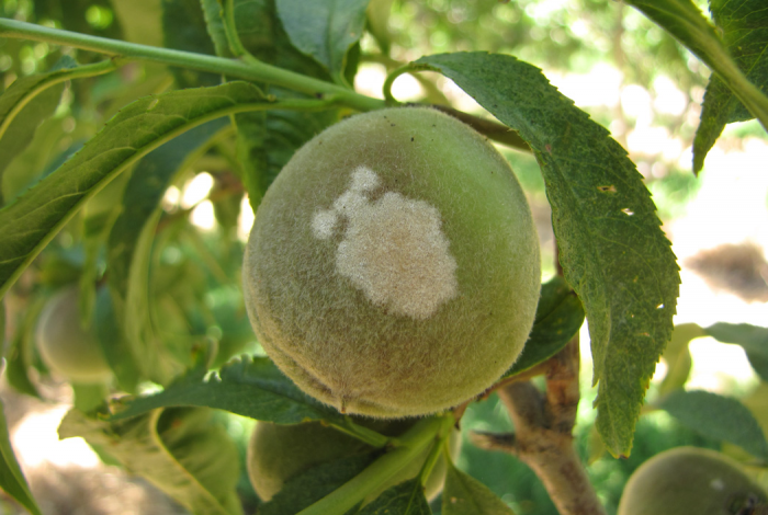 Как бороться с вредителями и болезнями персика - Прекрасный сад