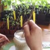 Как подкармливать рассаду помидоров в домашних условиях