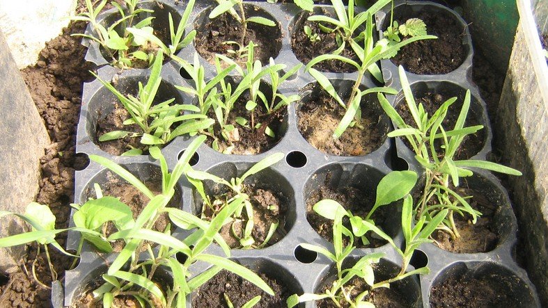 Как посадить и вырастить на даче гипсофилу метельчатую