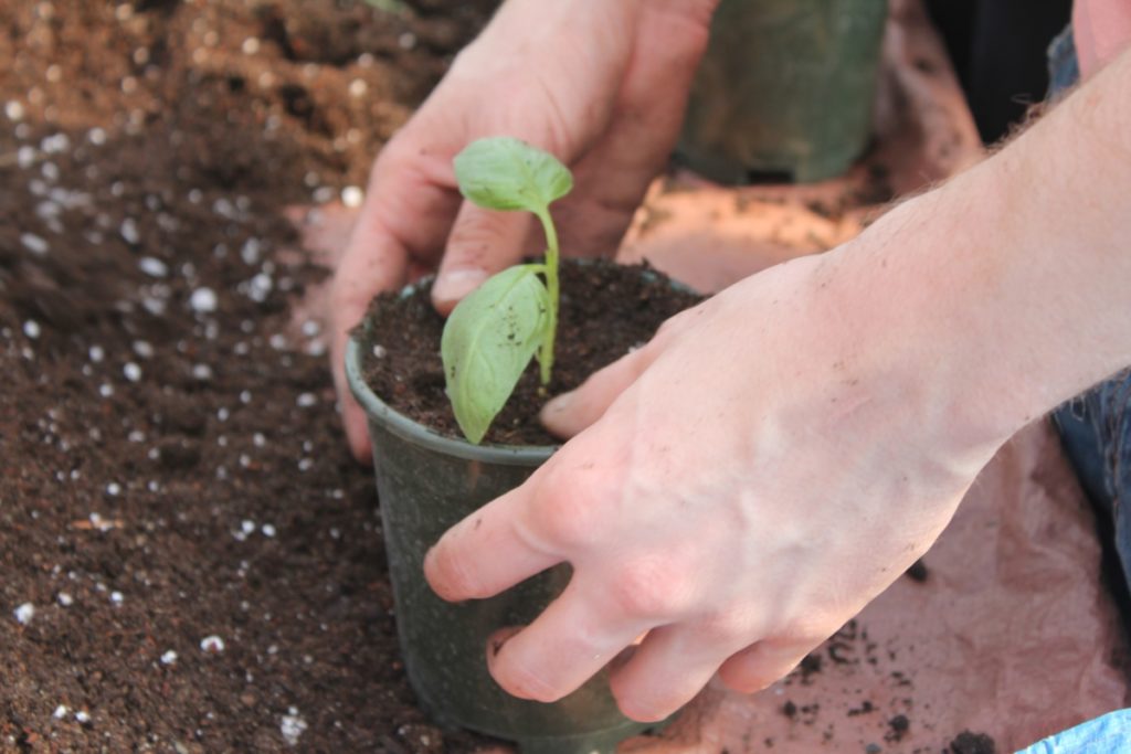 Как посадить семена базилика