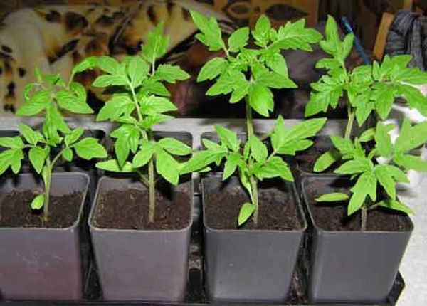 Как правильно посадить рассаду помидоров и высадить в грунт