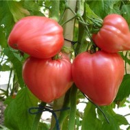 Какие дни благоприятны для посадки томатов в марте 2023