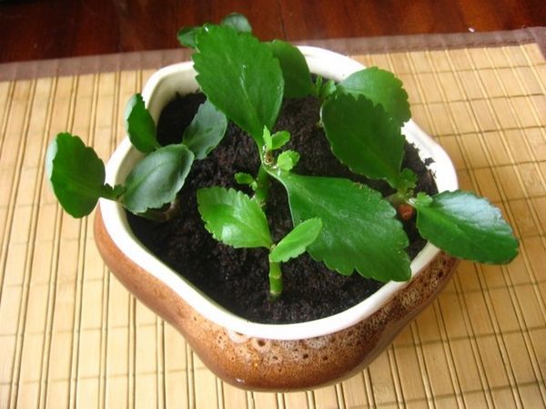 Каланхоэ: размножение в домашних условиях листом и черенками