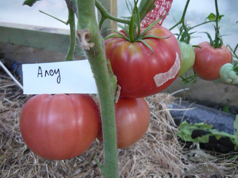 Крупноплодные сорта томатов для открытого грунта и теплиц