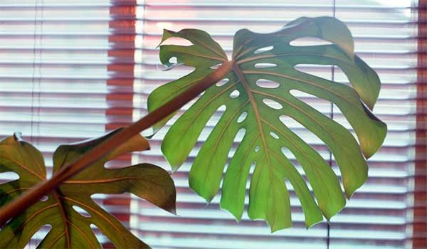 Монстера: почему нельзя держать дома тропическое растение