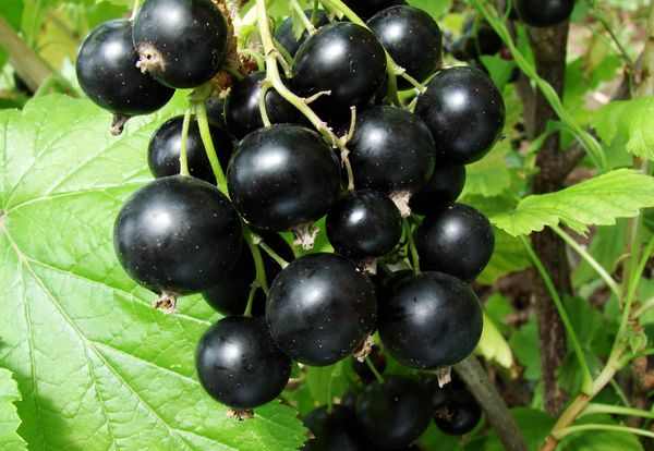 Обзор урожайных сортов черной смородины с крупными ягодами