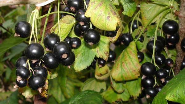 Обзор урожайных сортов черной смородины с крупными ягодами