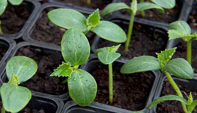 Огурец Щука F1: описание сорта, выращивание, фото и отзывы садоводов