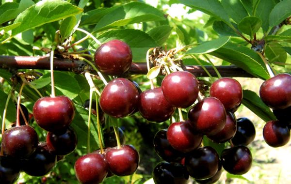 Описание и необходимые опылители для вишни сорта Тамарис