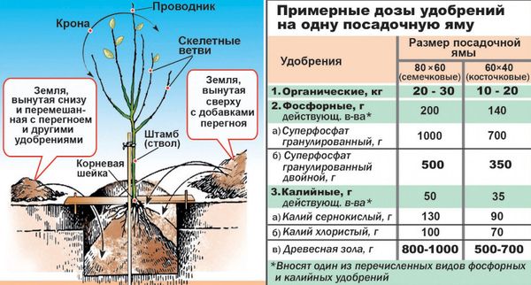 Описание и особенности выращивания груши Нежность