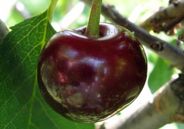 Описание и выращивание гибридного сорта вишни Встреча