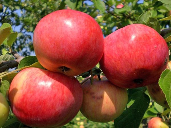Московская грушовка яблоня фото и описание сорта