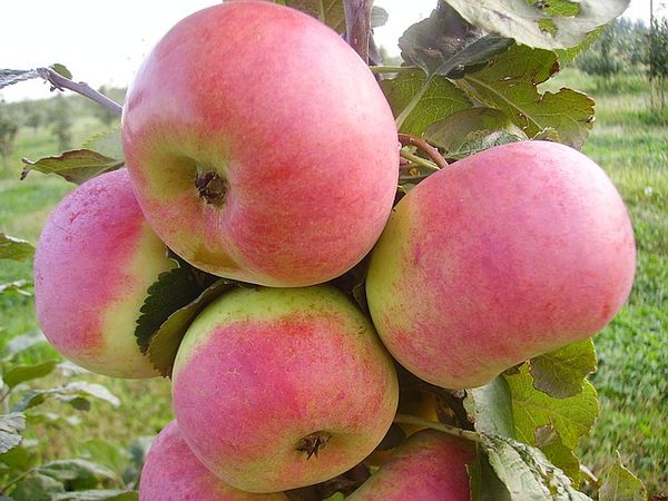 Особенности выращивания яблони литовской селекции Ауксис