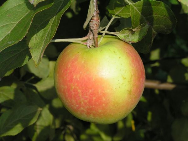 Отзывы и обзор лучших сортов яблони для Ленинградской области