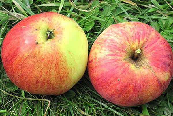 Фото яблони штрейфлинг фото и описание сорта
