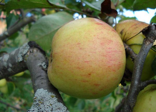 Отзывы и обзор лучших сортов яблони для Ленинградской области