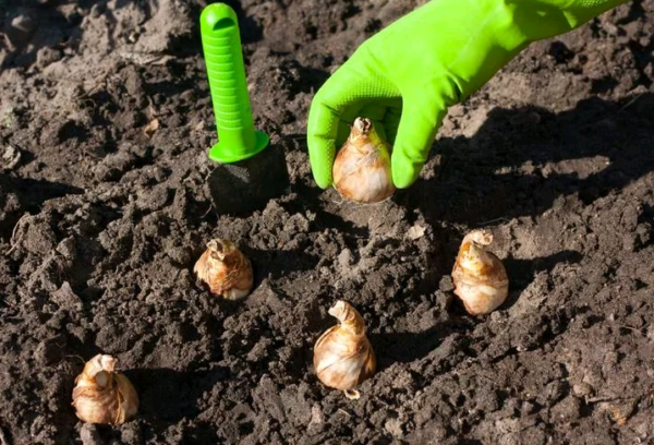 Посадка нарциссов и уход в открытом грунте: можно ли высаживать луковицы цветов осенью 2023 или лучше подождать до весны