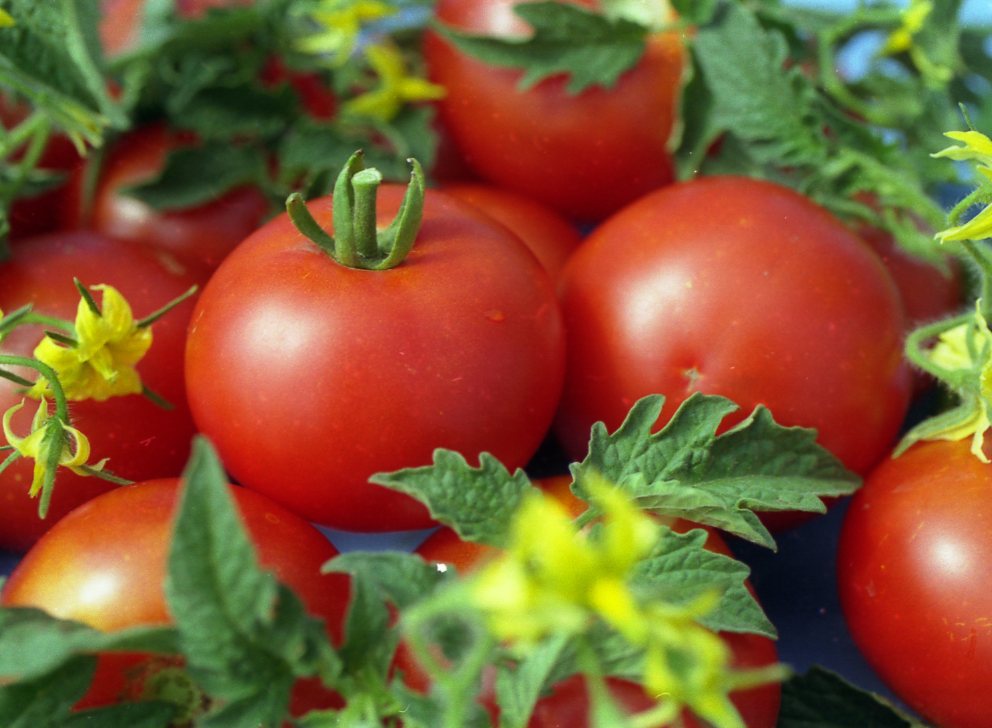 Самые лучшие сорта томатов для Урала
