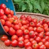Самые лучшие сорта томатов для Урала