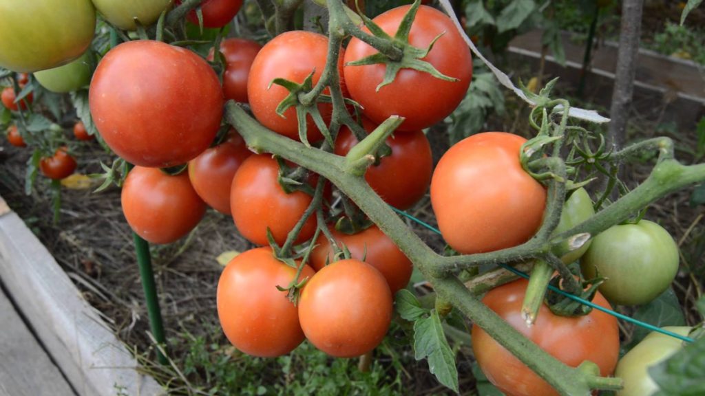 Самые лучшие сорта томатов: характеристика и описание