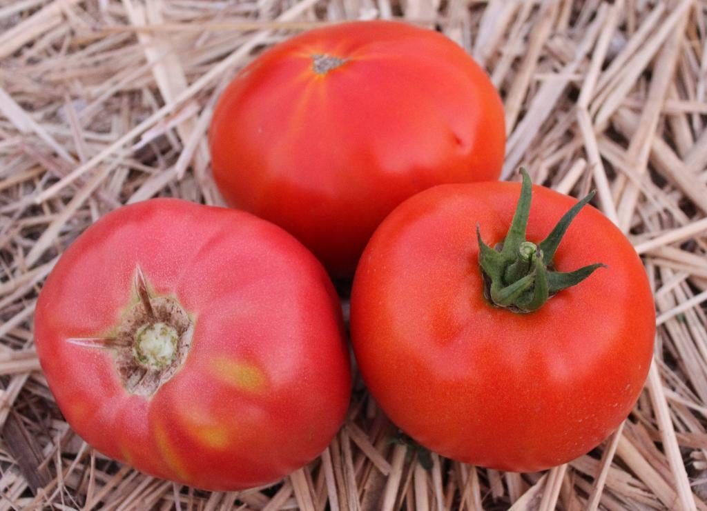 Самые лучшие сорта томатов: характеристика и описание