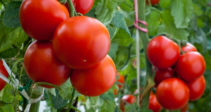 Самые урожайные сорта томатов для открытого грунта в Сибири