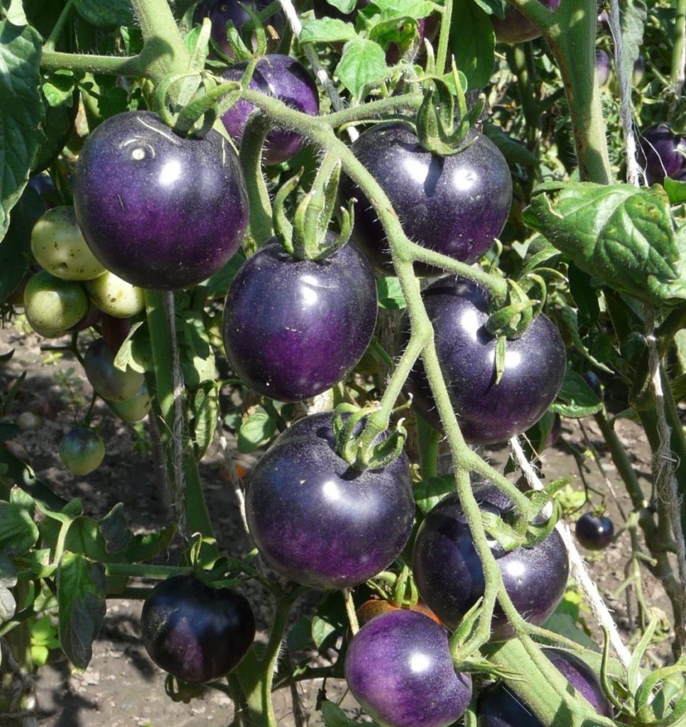 Семена томатов от коллекционеров на 2023 год