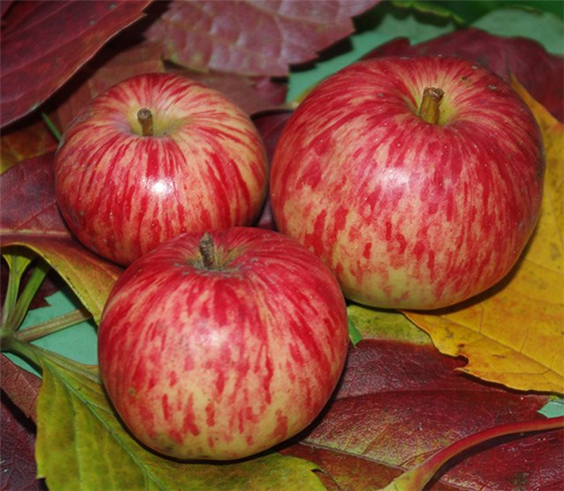 Яблоня осенний полосатый фото и описание