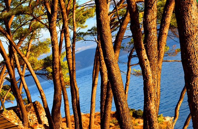 Сосна: фото дерева и описание, как выглядит крымская, обыкновенная, кедровая, сибирская и др.