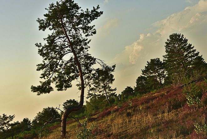 Сосна: фото дерева и описание, как выглядит крымская, обыкновенная, кедровая, сибирская и др.