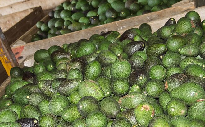 Стоимость авокадо, сколько стоит авокадо в пятерочке и других торговых сетях