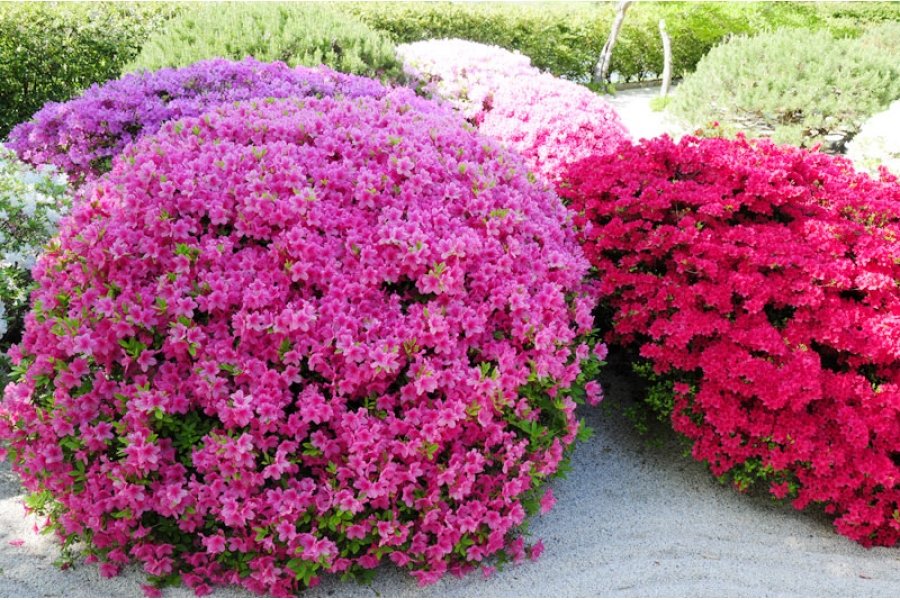 Кустарники декоративные для сада и огорода многолетники фото с названиями цветущие