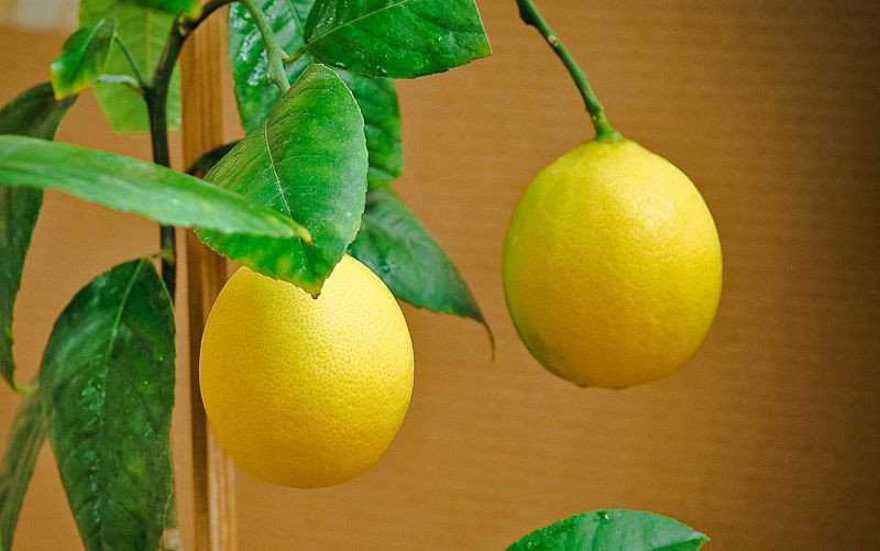 Выращивание апельсина дома