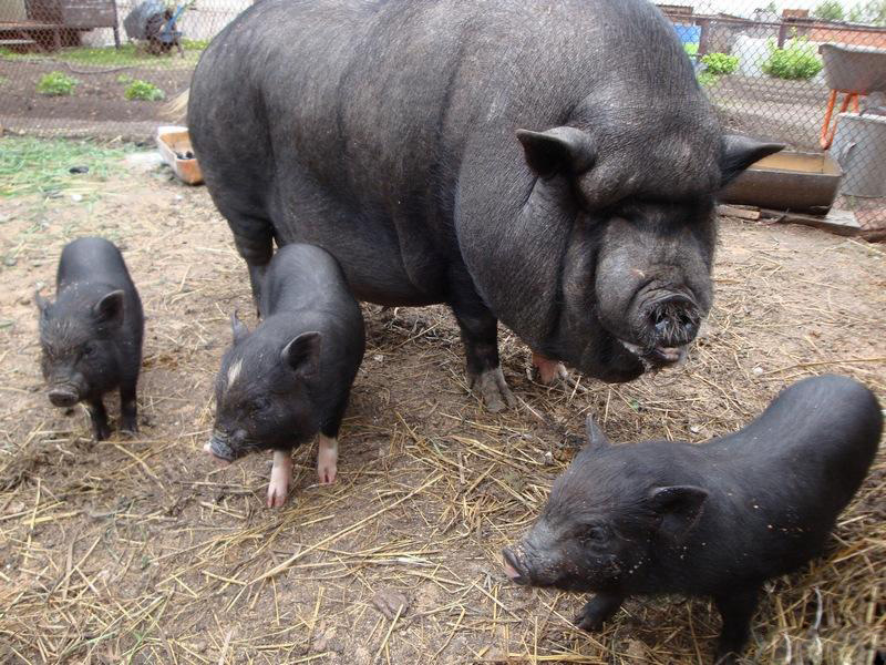 Выращивание свиней в домашних условиях