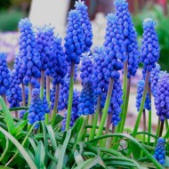 30 самых красивых луковичных цветов для сада с названиями и фото