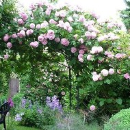 30 сортов роз Дэвида Остина с описанием и фото