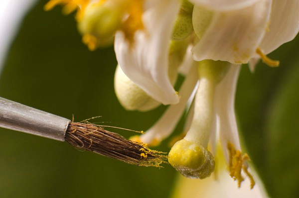 5 причин почему огурцы цветут, а завязи нет