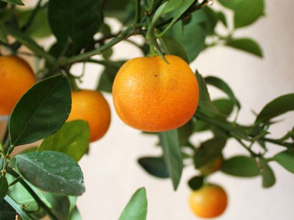 Апельсиновое дерево: уход в домашних условиях за цитрусом