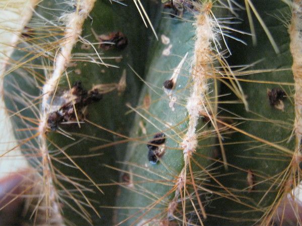Болезни и вредители кактусов: почему желтеет и гниет