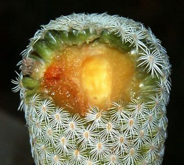 Болезни и вредители кактусов: почему желтеет и гниет