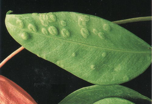 Болезни листьев антуриума (грибковые, инфекционные, вирусные, паразитарные): признаки и методы лечения + описание цветка