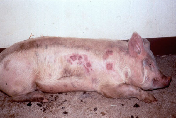 Болезни свиней и их симптомы: фото