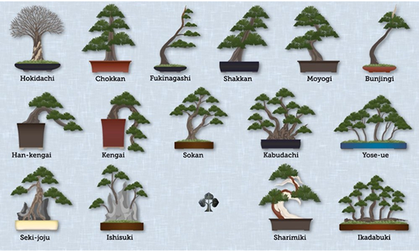 Бонсай клен: выращивание дерева из семян в домашних условиях
