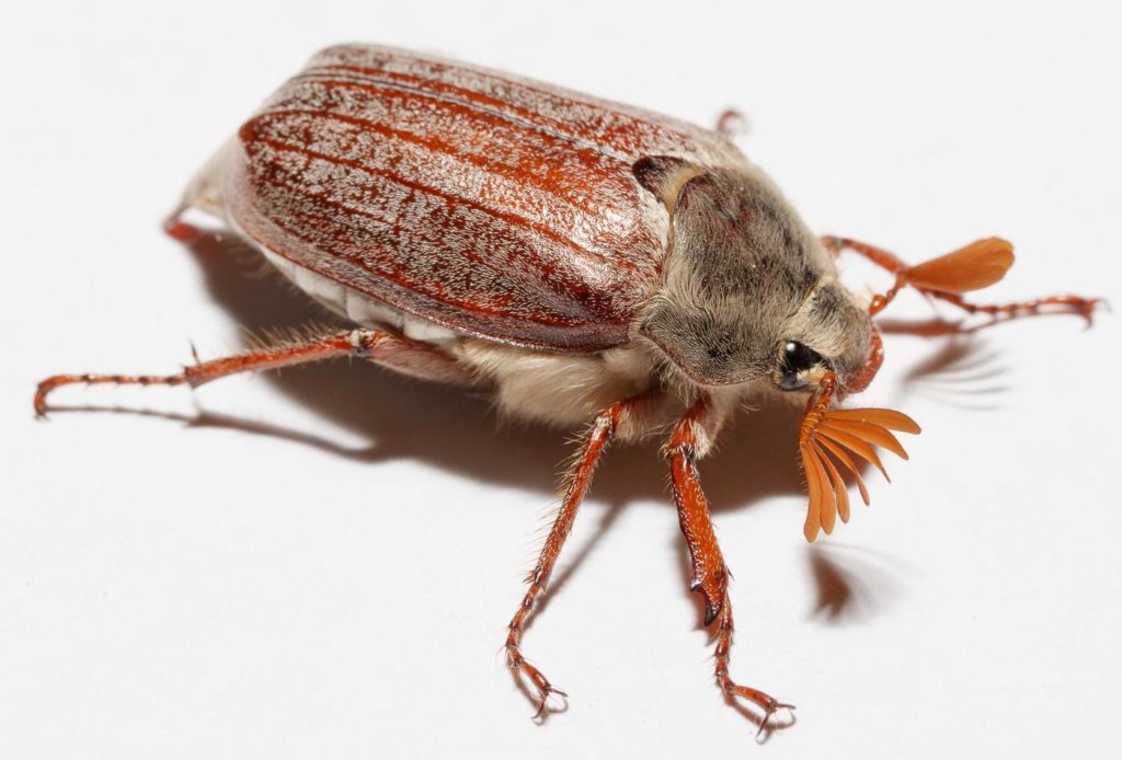 Борьба с личинками майского жука в клубнике