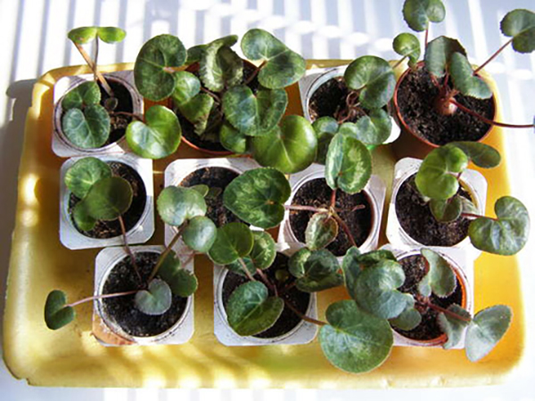 Цикламен из семян: выращивание в домашних условиях