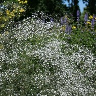“Цветущее облако” в саду: тонкости выращивания гипсофилы многолетней
