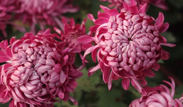 Цветы хризантемы: описание, основные виды и сорта