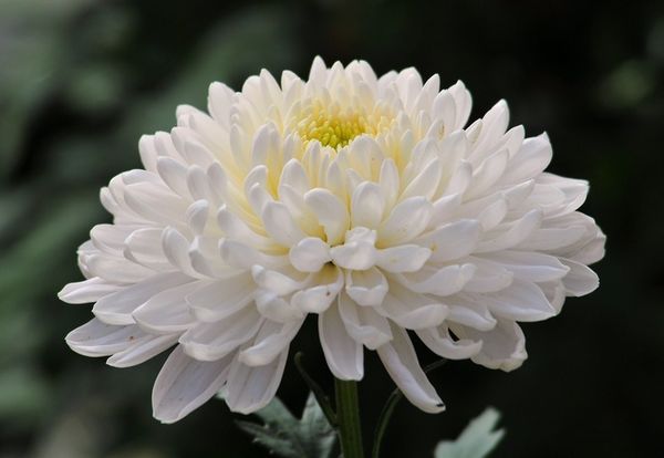 Цветы хризантемы: описание, основные виды и сорта